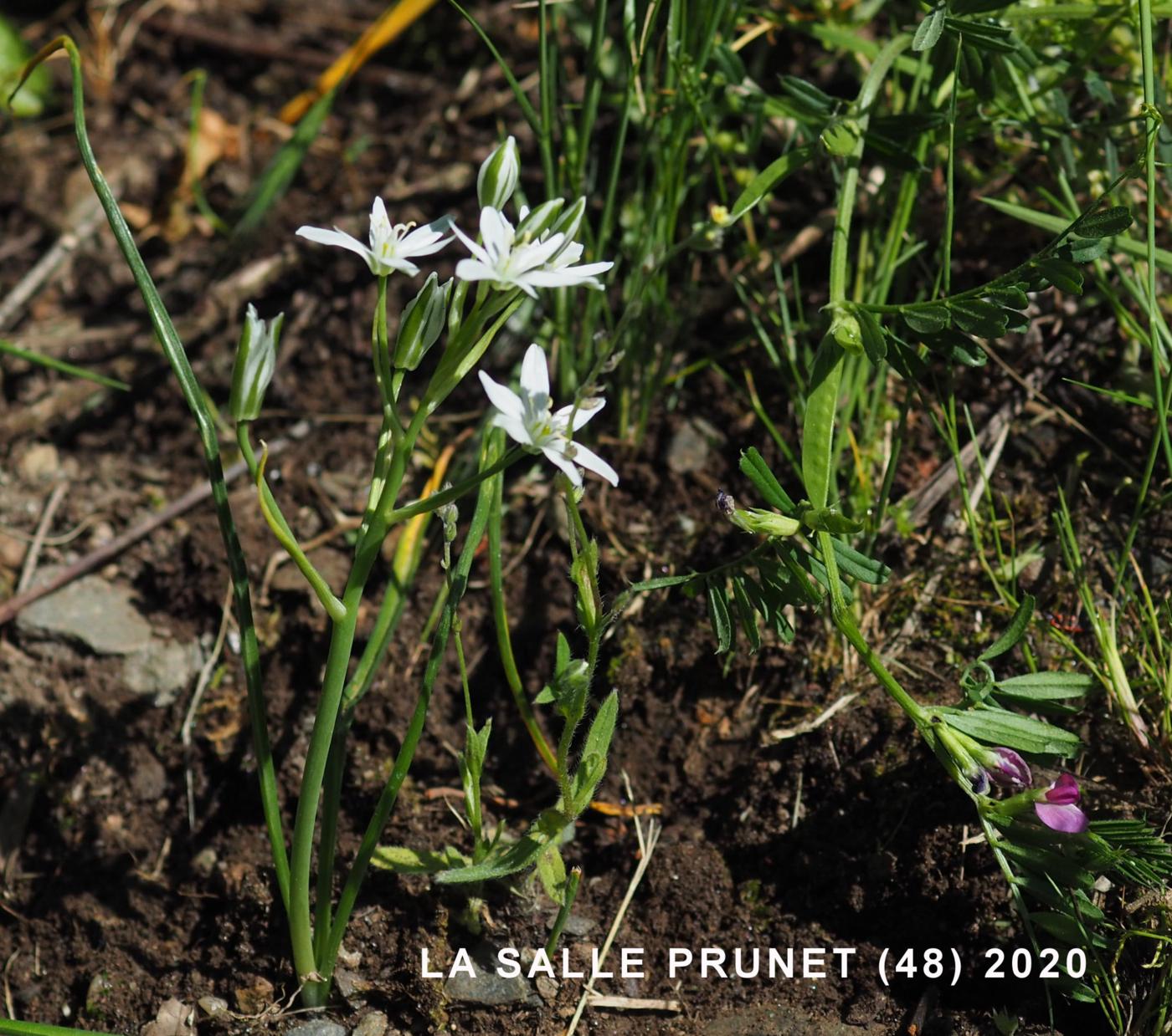 Star-of-Bethlehem, [Erect-leaved] plant